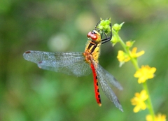 Sympetrum parvulum