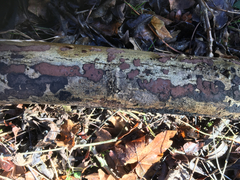 Biscogniauxia nummularia