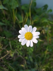 Anthemis chia