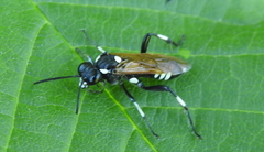 Macrophya