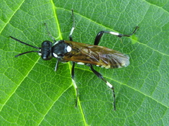 Macrophya