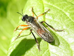 Dioctria