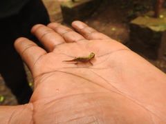 Brookesia tuberculata