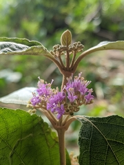 Callicarpa candicans