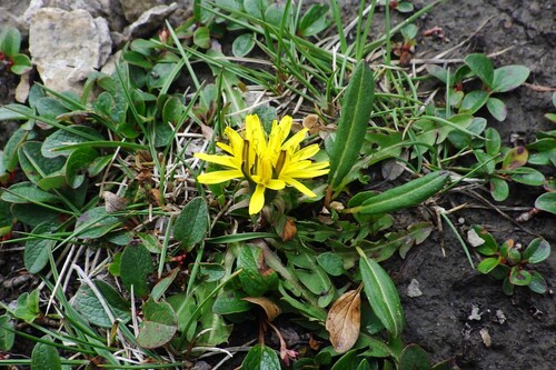 Taraxacum ceratophorum iNat (3)