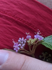 Callicarpa candicans