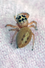 Opisthoncus nigrofemoratus