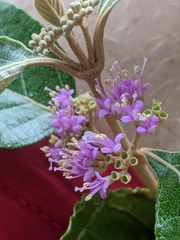Callicarpa candicans