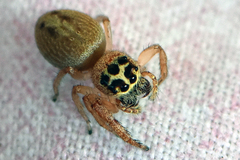 Opisthoncus nigrofemoratus