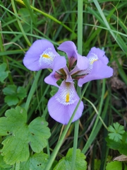 Iris unguicularis