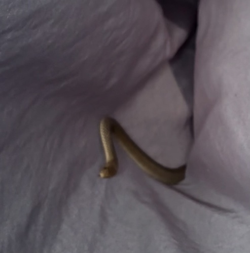 Eastern Brown Snake sighting