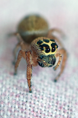 Opisthoncus nigrofemoratus