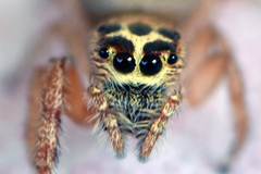 Opisthoncus nigrofemoratus