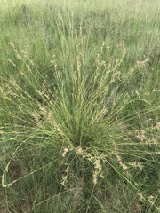 Cymbopogon pospischilii