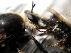 Laphria gibbosa