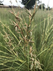 Cymbopogon pospischilii