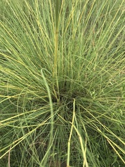Cymbopogon pospischilii