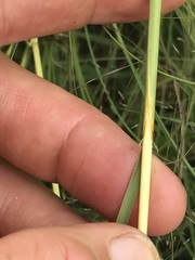 Cymbopogon pospischilii