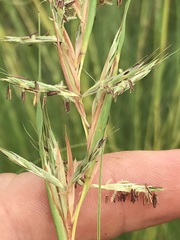Cymbopogon pospischilii