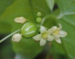 Diplocyclos palmatus