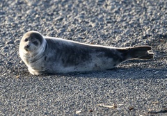 Pagophilus groenlandicus