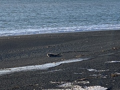 Pagophilus groenlandicus