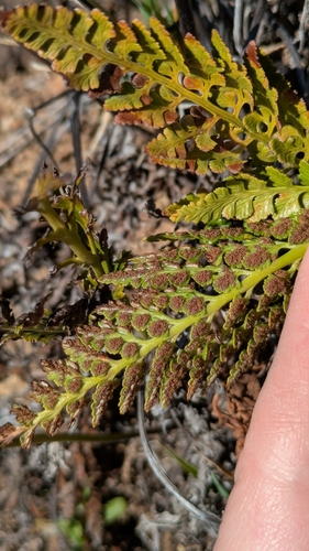Asplenium adiantum-nigrum observed 2025-12-01