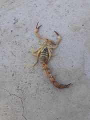 Parabuthus granulatus