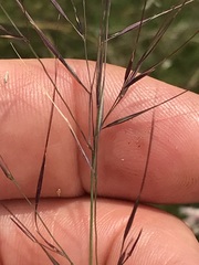 Aristida scabrivalvis