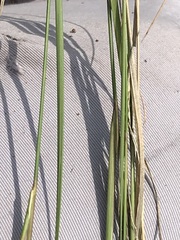 Aristida scabrivalvis