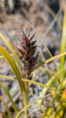 Morelotia gahniiformis observed 2025-12-01