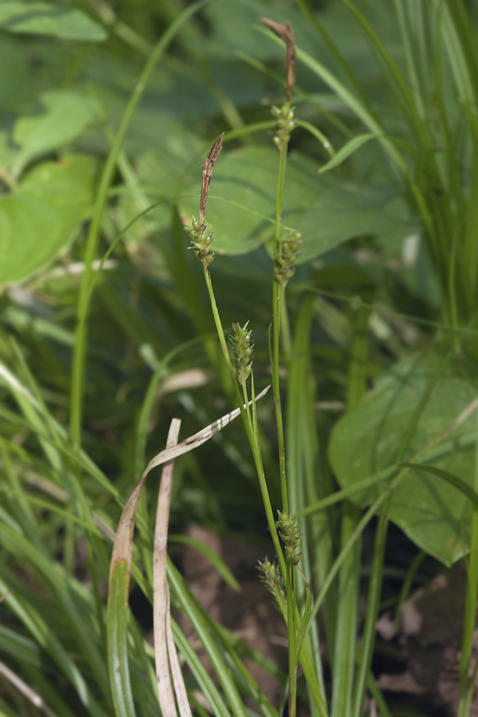 Pisiformis Sedge