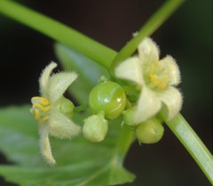 Diplocyclos palmatus