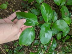 Gymnosporia thompsonii