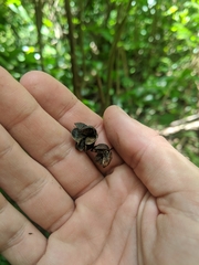 Gymnosporia thompsonii