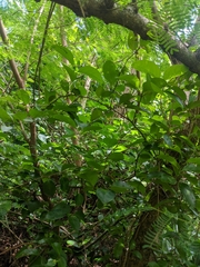 Gymnosporia thompsonii