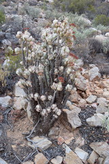 Crassula arborescens arborescens