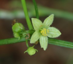 Diplocyclos palmatus