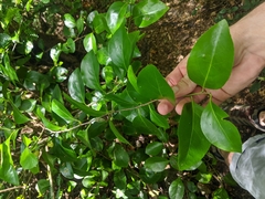 Gymnosporia thompsonii