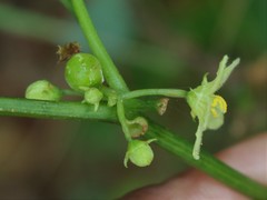 Diplocyclos palmatus