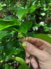 Gymnosporia thompsonii