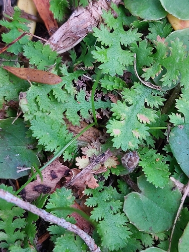 Delicate button daisy (Leptinella tenella)