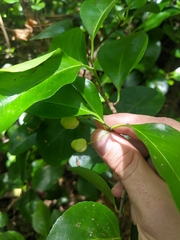 Gymnosporia thompsonii