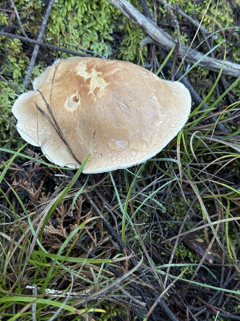Leucopaxillus gentianeus