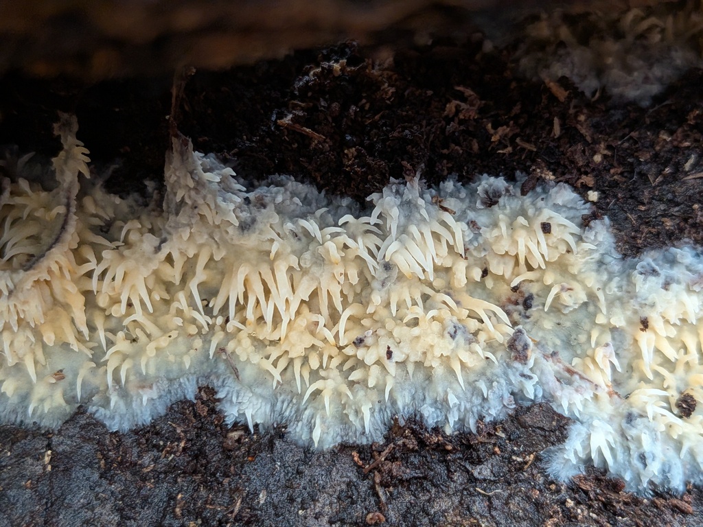 Radulomyces copelandii · December 2025 · photo: © kzoebel (iNaturalist, cc0)