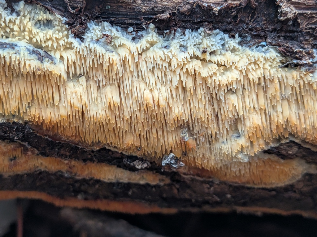 Radulomyces copelandii · December 2025 · photo: © kzoebel (iNaturalist, cc0)