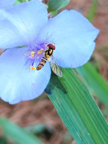 Unknown species found near Okaloosa County, US-FL, US