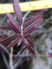 Rubia tenuifolia