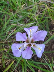 Iris unguicularis