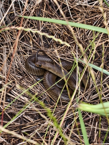 Eastern Brown Snake sighting